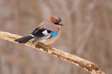 Eurasian jay (Garrulus glandarius) sits half-turned on a branch under falling snow in a forest park (fluffed out feathers).の写真素材