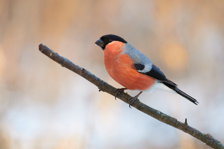 Eurasian bullfinch (pyrrhula pyrrhula) sits on a branch in a forest park (in the background are the soft colors of the blurred morning forest).の写真素材