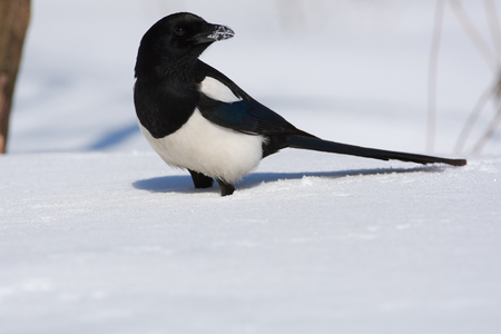 Eurasian magpie (pica pica) stands knee-deep in the snow in a forest park.の写真素材