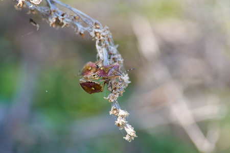 Sloe bugs (dolycoris baccarum) threesome gathered on dry grass during the breeding season.の写真素材