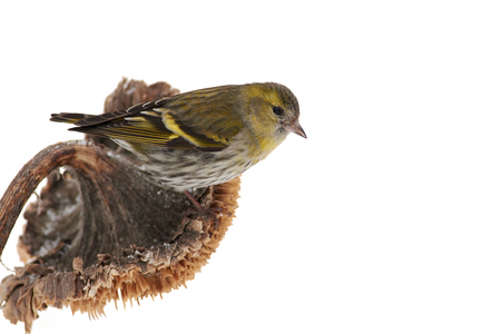 Siskin (Spinus spinus) sits in a sunflower basket in a winter forest park (isolated on a white background).の写真素材