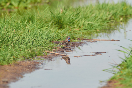 Bluethroat (Luscinia svecica) stands on the coast of a creek against the background of growing grass (reflected in the water).の写真素材