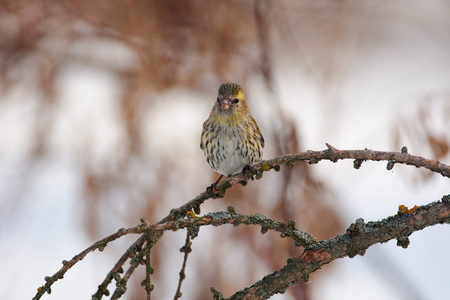 Siskin (Spinus spinus) sits on a larch branch in high spirits in a forest park in early spring.の写真素材