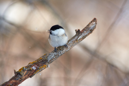 Willow tit (Poecile montanus) sits on a snowy branch with a seed in its beak in the forest park on the first day of winter.の写真素材
