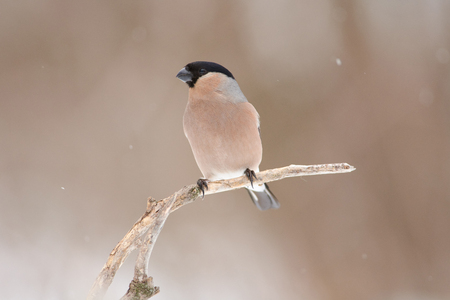 Eurasian bullfinch (pyrrhula pyrrhula, female) sits on a dry branch under falling snow in the forest in the early spring in the morning.の写真素材