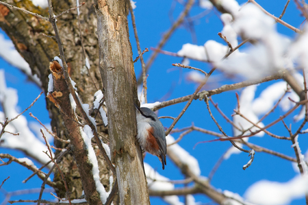 Eurasian nuthatch (wood nuthatch) sits on a tree trunk in hunting pose in the winter forest park.の写真素材