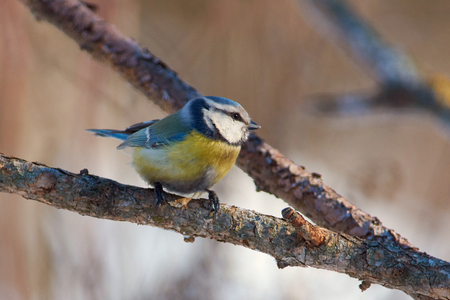 Blue tit (Cyanistes caeruleus) sits on a larch branch in a winter forest park.の写真素材