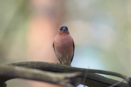 In the shade under the canopy of trees, little forest singerchaffinch (fringilla coelebs) gets ready to sing spring song.の写真素材