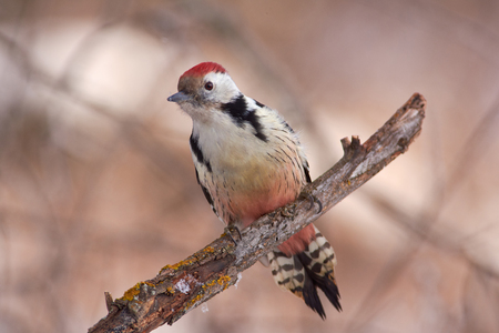 Middle spotted woodpecker (Dendrocoptes medius) sits on a branch covered with lichen and snow on the first day of winter.の写真素材