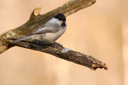 Willow tit (Poecile montanus) sits on a lichen-covered branch in the spring forest park (close-up).の写真素材