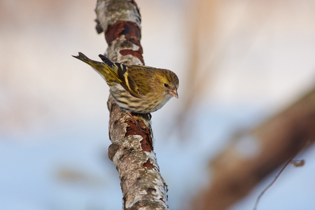 Siskin (Spinus spinus) sits on a birch branch in the winter forest park.の写真素材
