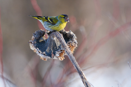 Siskin (Spinus spinus) sits on a sunflower basket with sunflower seeds in its beak in a forest park in early spring.の写真素材