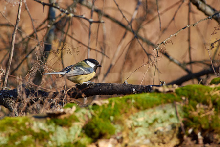 Great tit (Parus major) sits on a branch in a forest park in late autumn (in its natural habitat).の写真素材