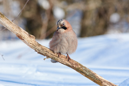 Eurasian jay (Garrulus glandarius) sits on a dry oak branch in the spring forest park.の写真素材