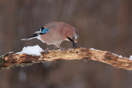 Eurasian jay (Garrulus glandarius) sits on an oak branch covered with snow, grabbing a sunflower seed in the winter forest park.の写真素材