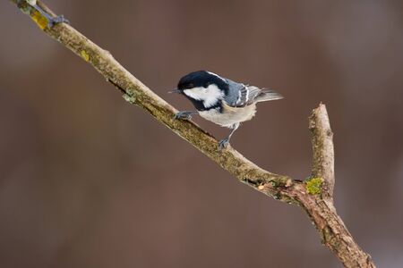 Bird - Coal tit (periparus ater) sits on a thick branch in the winter forest on the background of bushes.の写真素材