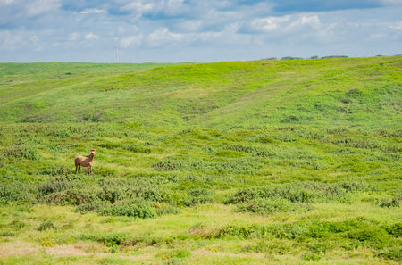 Horses eating grass in the fresh field, A Horse grassing in the fresh fieldの写真素材