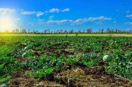 Close up of a watermelon in a vegetable garden, watermelon orchard with copy spaceの写真素材