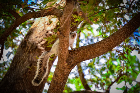 A squirrel in a tree staring, cute squirrel in a tree at sunset, gray squirrel in a tree staring at...