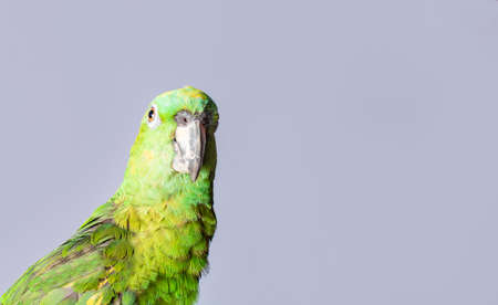 closeup of a green feather parrot, A green Psittacoidea in white background, closeup of a green parrot eye with copy spaceの写真素材