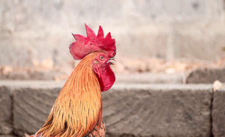 close up of a breed rooster in the yard, portrait of a farm rooster in the yardの写真素材