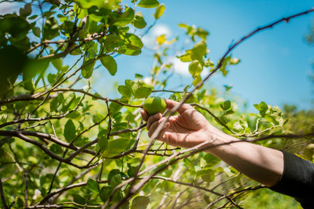 Hands of a person picking green lemons in a gardener, Person harvesting unripe lemons at a natural gardener. Concept of person picking lemons in the fieldの写真素材