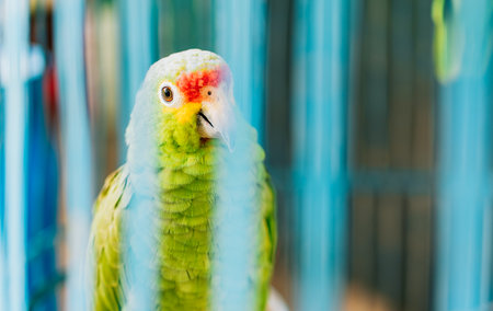 Portrait of Autumnal Amazon Parrot. Cute red-crested parrot, found throughout Central Americaの写真素材