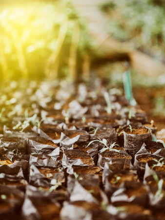 Small plants in black bags in a home garden. Small home nurseryの写真素材
