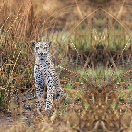 Portrait of leopard looking at camera, young african leopard, leopard in the bushの写真素材