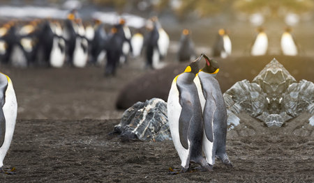 Two penguins together in the arctic, Couple of king penguins snuggled in loveの写真素材