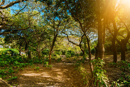 Beautiful view of a forest at sunset. Forest surrounded by foliage at sunsetの写真素材