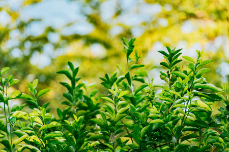 Background of green lemon leaves outdoors. Indian lemon leaves outdoors, Backgroundの写真素材