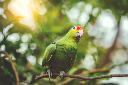 A colorful yellow naped parrot on a branch. Beautiful yellow-necked green parrot in its habitatの写真素材