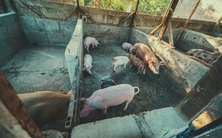 View of beautiful home pigs in a pig farm. Pigs in a home pig farmの写真素材
