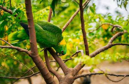 Closeup of a green parrot on the branches of a treeの写真素材