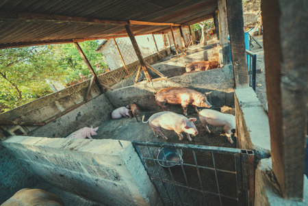 Pigs in a home pig farm. View of beautiful home pigs in a pig farm.の写真素材