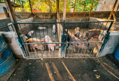 pigs and farmers in a home-based pig farmの写真素材