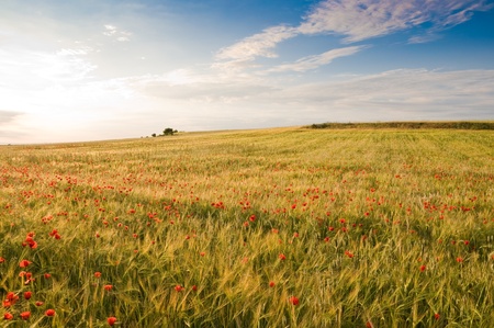 Barley crop with poppies in Toledo province (Spain)の写真素材