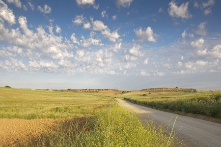 Rural road in an ararian landscape (Toledo, Spain)の写真素材