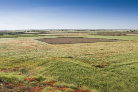 Barley crop with poppies in Toledo province (Spain)