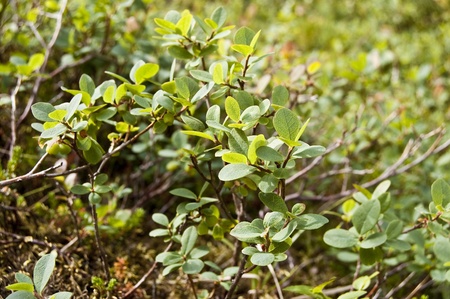 Leaves and fruits of Bog Bilberry (Vaccinium uliginosum). This species is native to cool temperate regions of the Northern Hemisphere, at low altitudes in the Arctic, and at high altitudes south to the Pyrenees and other mountainsの写真素材