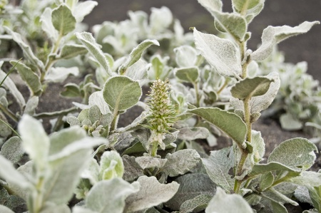 Wooly Willow (Salix lanata). It is a species of willow native to tundra regions over much of the...