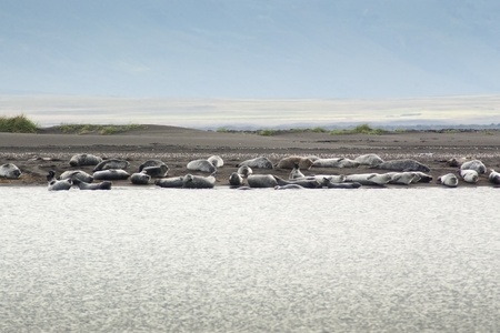 A Harbor Seal (Phoca vitulina) colony in Vatnsnes Peninsula (Iceland)の写真素材