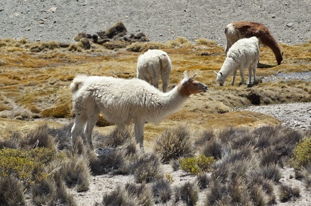 Llamas (Lama glama) in Chilean altiplano