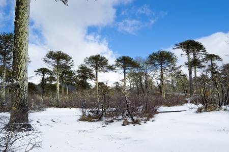 Araucaria forest in Conguillio National Park, Chileの写真素材