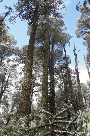 Araucaria and Lenga forest, Conguillio National Park, Chileの写真素材