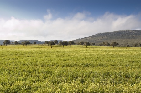 Dehesa in Ciudad Real province (Spain)