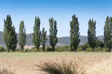 poplar grove in an agrarian landscape in Ciudad Real Province, Spainの写真素材