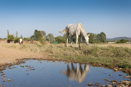 Two horses grazing in a rural landscape in Ciudad Real Province, Spainの写真素材