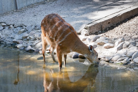 Sitatunga  Tragelaphus spekii   It is a swamp-dwelling antelope found throughout Central Africa  Sitatunga live in papyrus swamps and are very good swimmers の写真素材